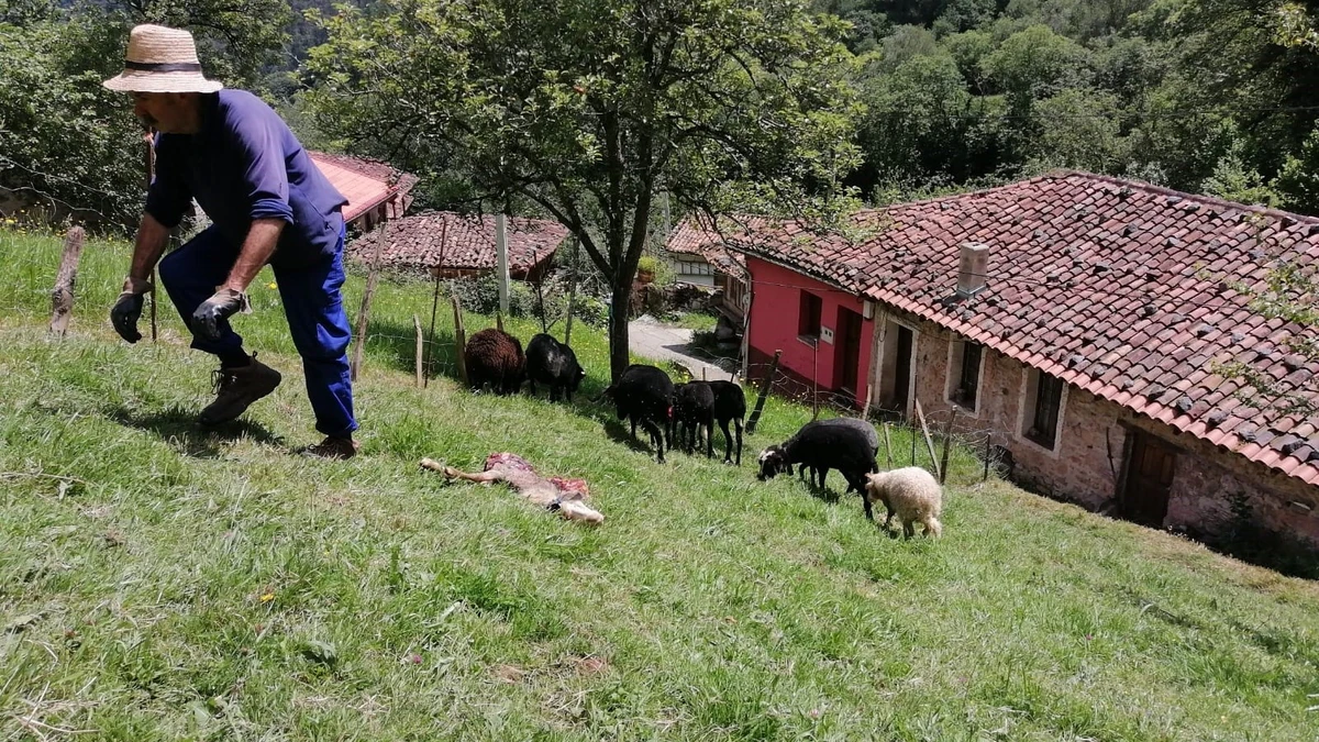 El sector agrario en Asturias recibe casi 88 millones en ayudas de la PAC de la campaña 2023