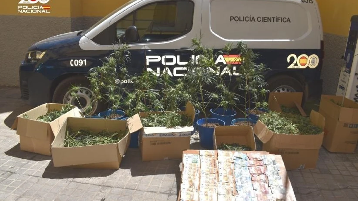Desmantelan un peligroso clan familiar dedicado al cultivo ‘indoor’ de marihuana en Ciudad Real
