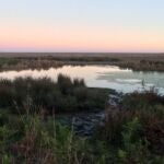 Laguna en Doñana