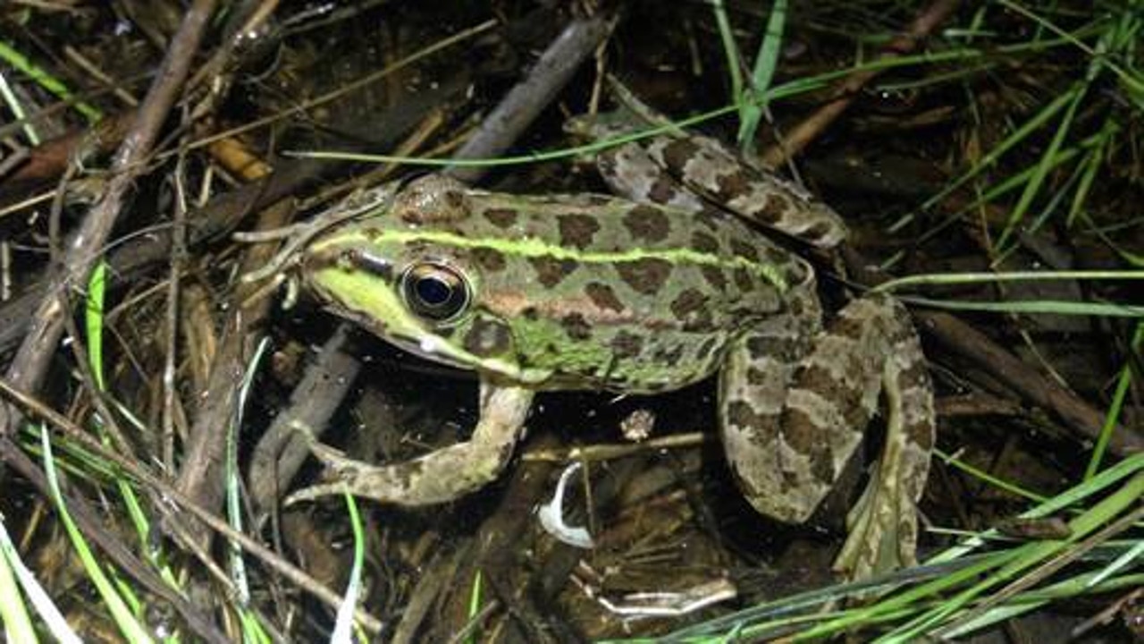 SOS por las ranas de Doñana: en una