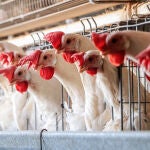 México concluye emergencia sanitaria por gripe aviar tras ocho semanas sin el virus