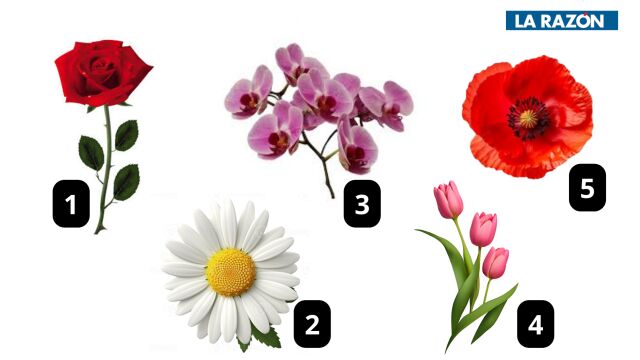 Test visual: elige una flor y descubre algo nuevo de tu personalidad