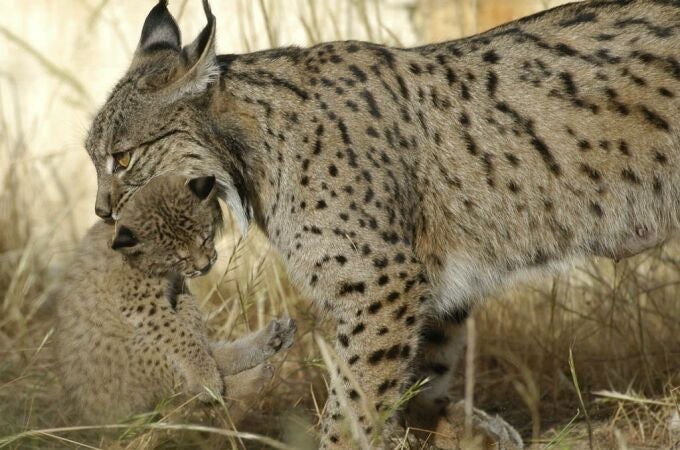 Un ejemplar de lince ibérico