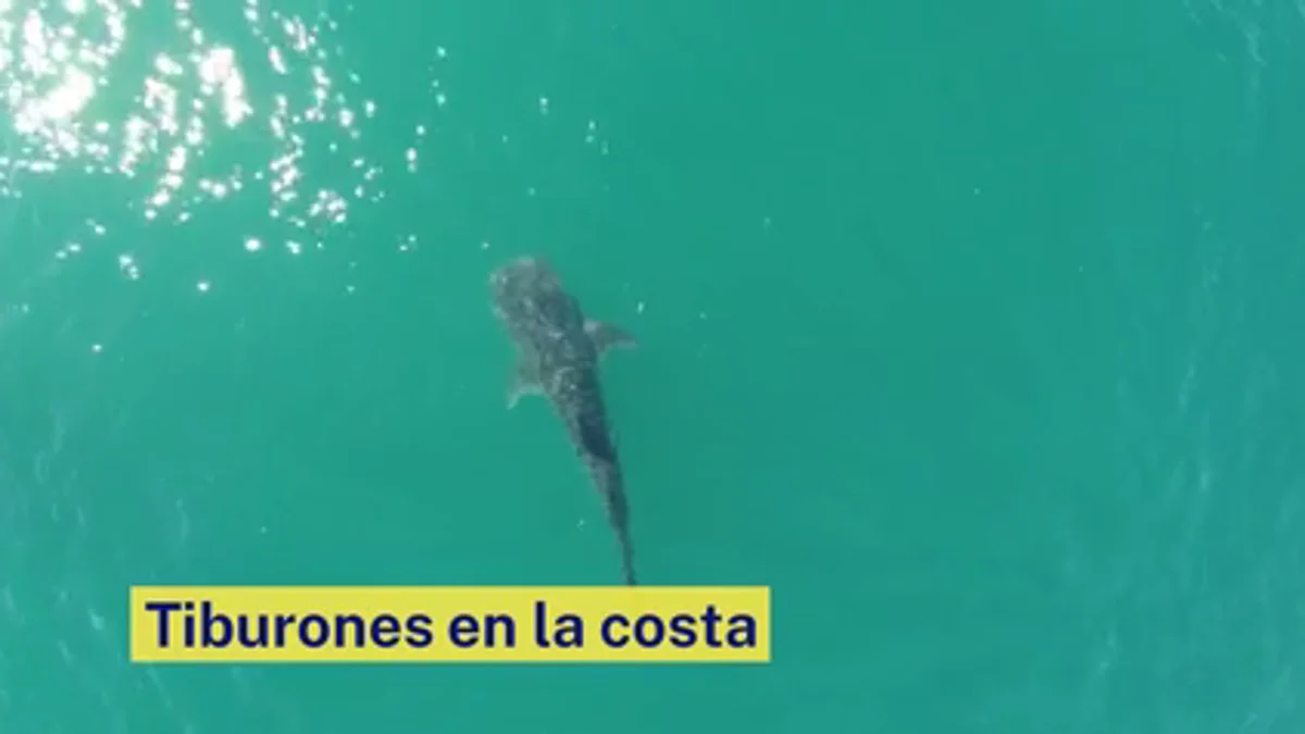 Estas son las playas de España con mayor riesgo de tiburones