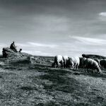Imagen de un pastor con sus ovejas en el campo charro