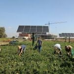 La US investiga cultivar hortalizas y generar energía eléctrica a la vez. UNIVERSIDAD DE SEVILLA