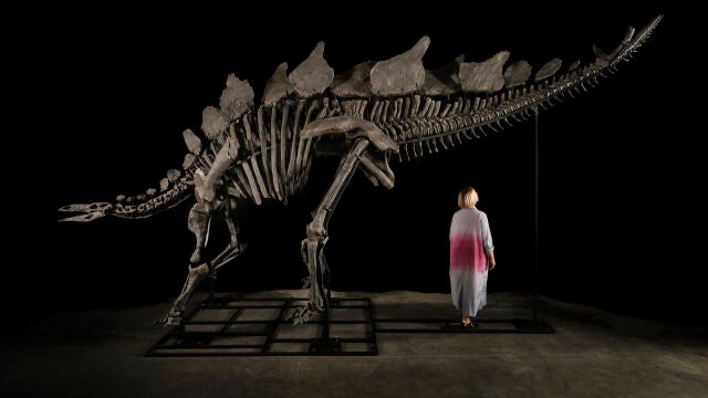Esqueleto de dinosaurio Apex se vende por 44,6 millones, el precio más caro de la historia