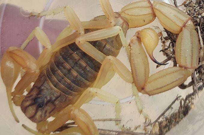 Imagen del nuevo escorpión descubierto en el entorno de Doñana, en la provincia de Huelva