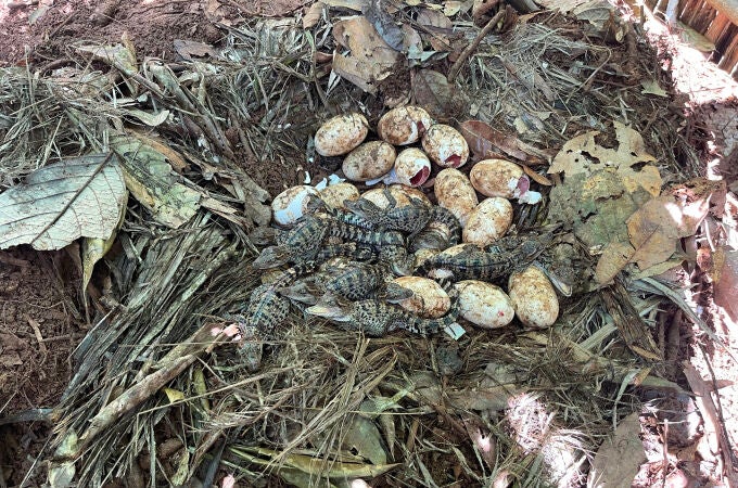 Nacen 60 crías del casi extinto cocodrilo siamés en una zona selvática de Camboya