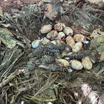 Nacen 60 crías del casi extinto cocodrilo siamés en una zona selvática de Camboya