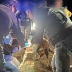 Uno de los perros implicados en el suceso mortal