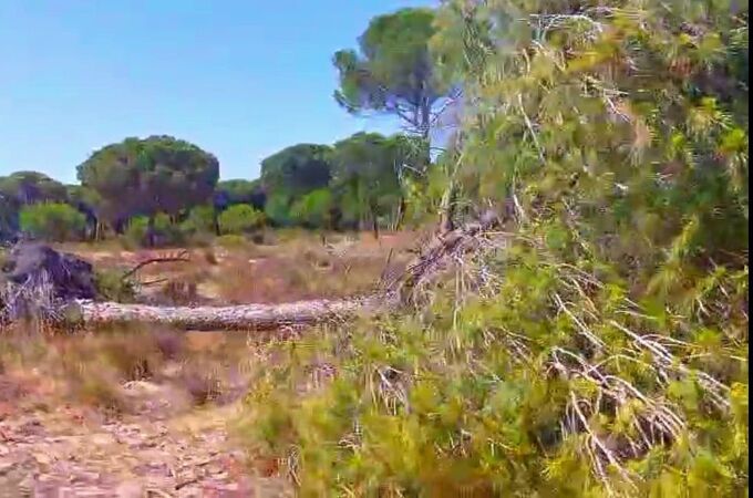 Los ecologistas señalan que cada vez mueren más pinos en el litoral de Doñana