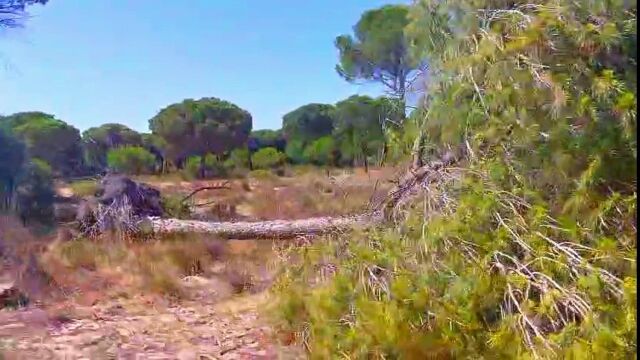 Los ecologistas señalan que cada vez mueren más pinos en el litoral de Doñana