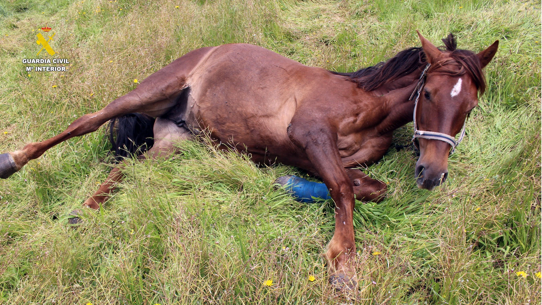 Caballo maniatado para limitar su desplazamiento en una finca de Segovia