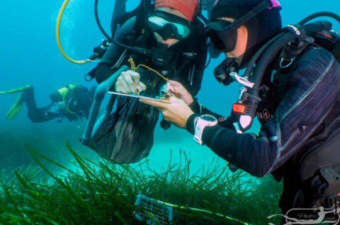 Cientos de buceadores voluntarios monitorizan los mares para la ciencia