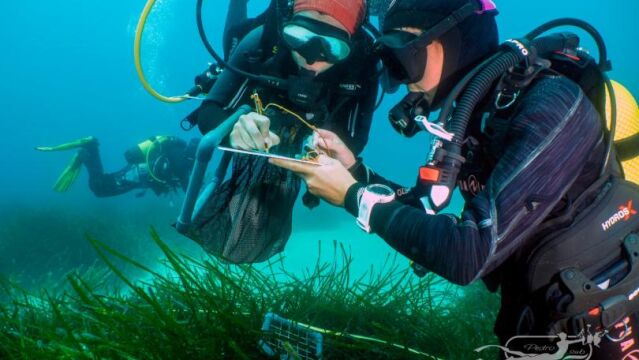 Cientos de buceadores voluntarios monitorizan los mares para la ciencia