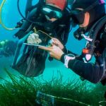 Cientos de buceadores voluntarios monitorizan los mares para la ciencia