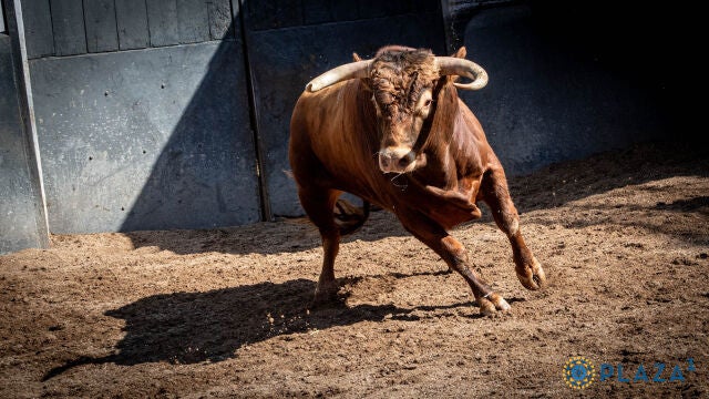  Estos son los novillos que El Juli y Talavante enviaron para la final de las nocturnas