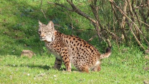 Aprobados 1,5 millones para las tareas de recuperación y conservación del lince ibérico en la Región