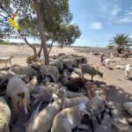 Unos delincuentes venden 174 ovejas que habían sido inmovilizadas por la Guardia Civil