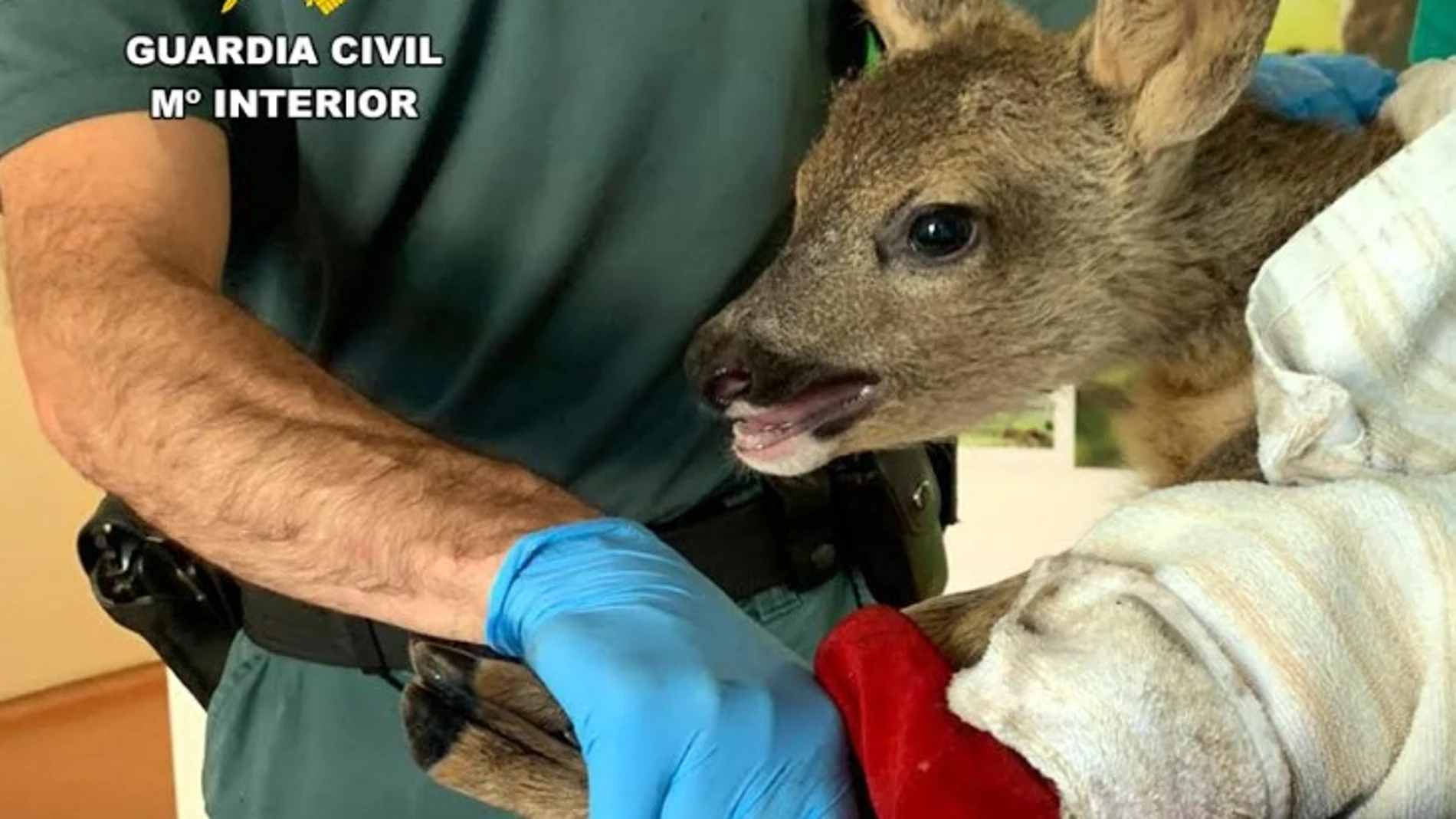 la cría de corzo recuperada