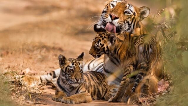 La población de tigres aumenta un 74 % en 13 años pero sigue amenazada por el tráfico ilegal y la destrucción de sus hábitats, según WWF