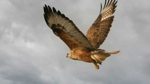 Halcón volando