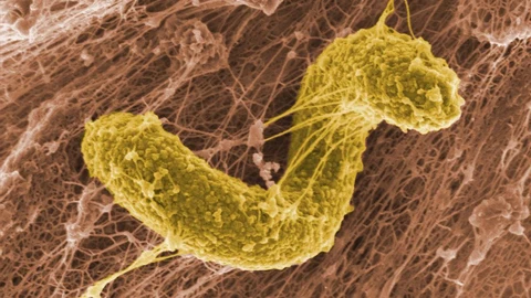 De acuerdo con la NASA esta bacteria podría vivir en Marte
