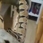 Una joven descubre en Sevilla una serpiente de gran tamaño en su cama