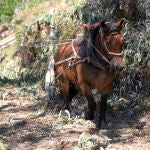 Los caballos vuelven a la explotación forestal para proteger terreno y agua en Urdaibai