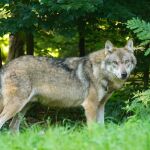 Cantabria "acepta" la sentencia de TJUE sobre el lobo pero cree que está basada en datos que "no son reales"