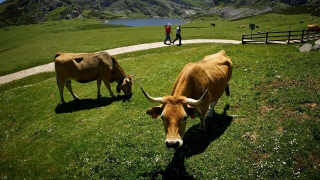 Vacas