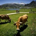 Vacas