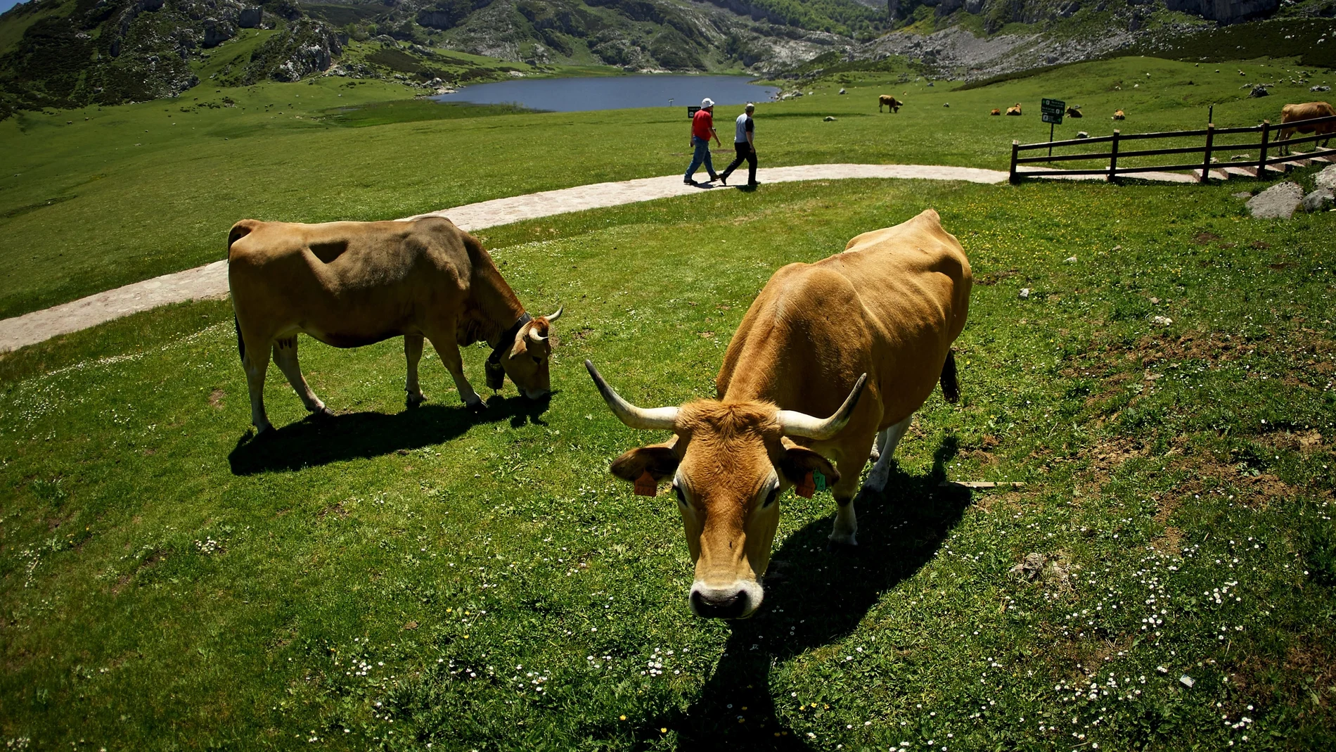Vacas