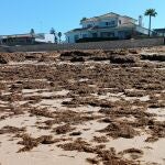 Algas invasoras llegadas a una playa de El Puerto de Santa María (Cádiz).EUROPA PRESS