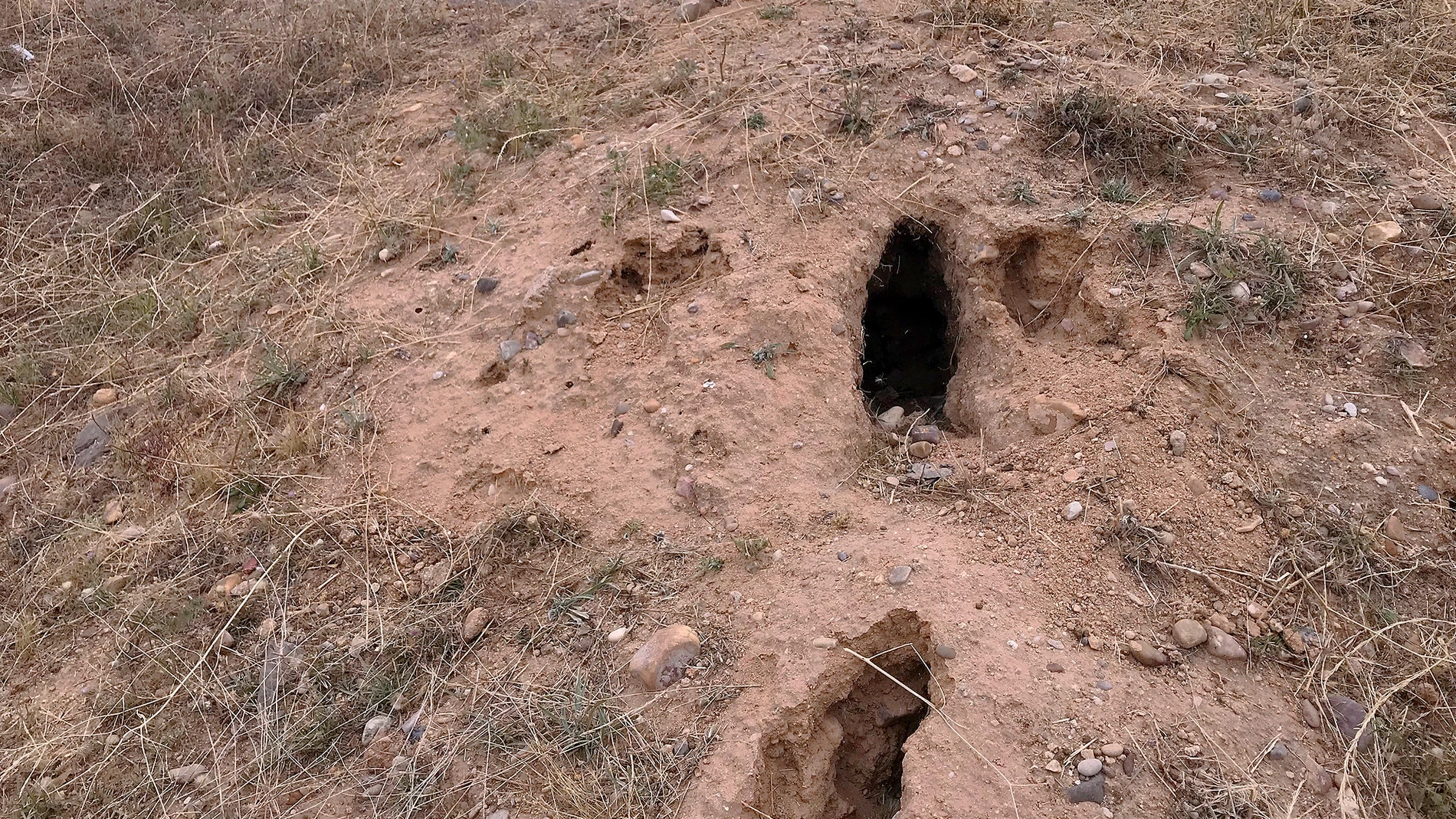 Madrigueras de conejos en la provincia de Palencia