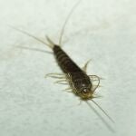 Lepisma saccharina, más conocido como pececillo de plata
