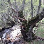 Abedul del Arroyo del Toril en Canencia