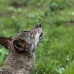  Un lobo Ibérico en las instalaciones del centro de interpretación del lobo de Belmonte (Asturias).