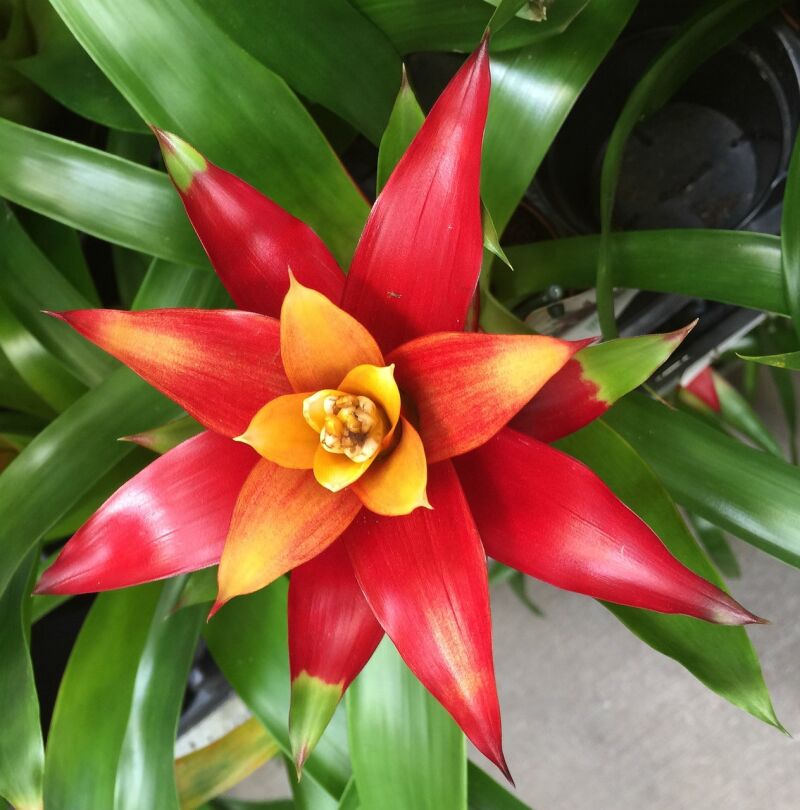 Planta bromelia