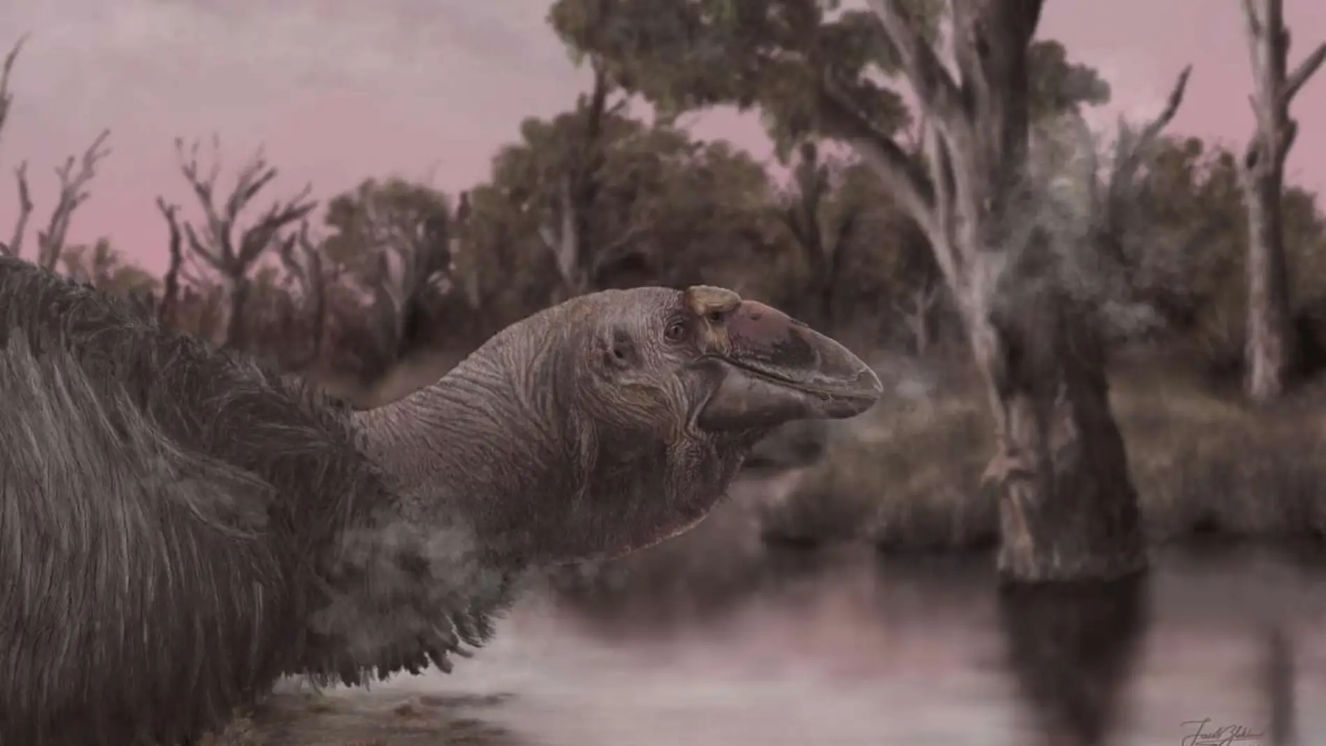 El ganso gigante que aterrorizaba Australia hace menos de 50.000 años