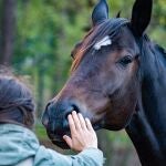 Veterinaria de caballos