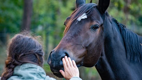 Veterinaria de caballos