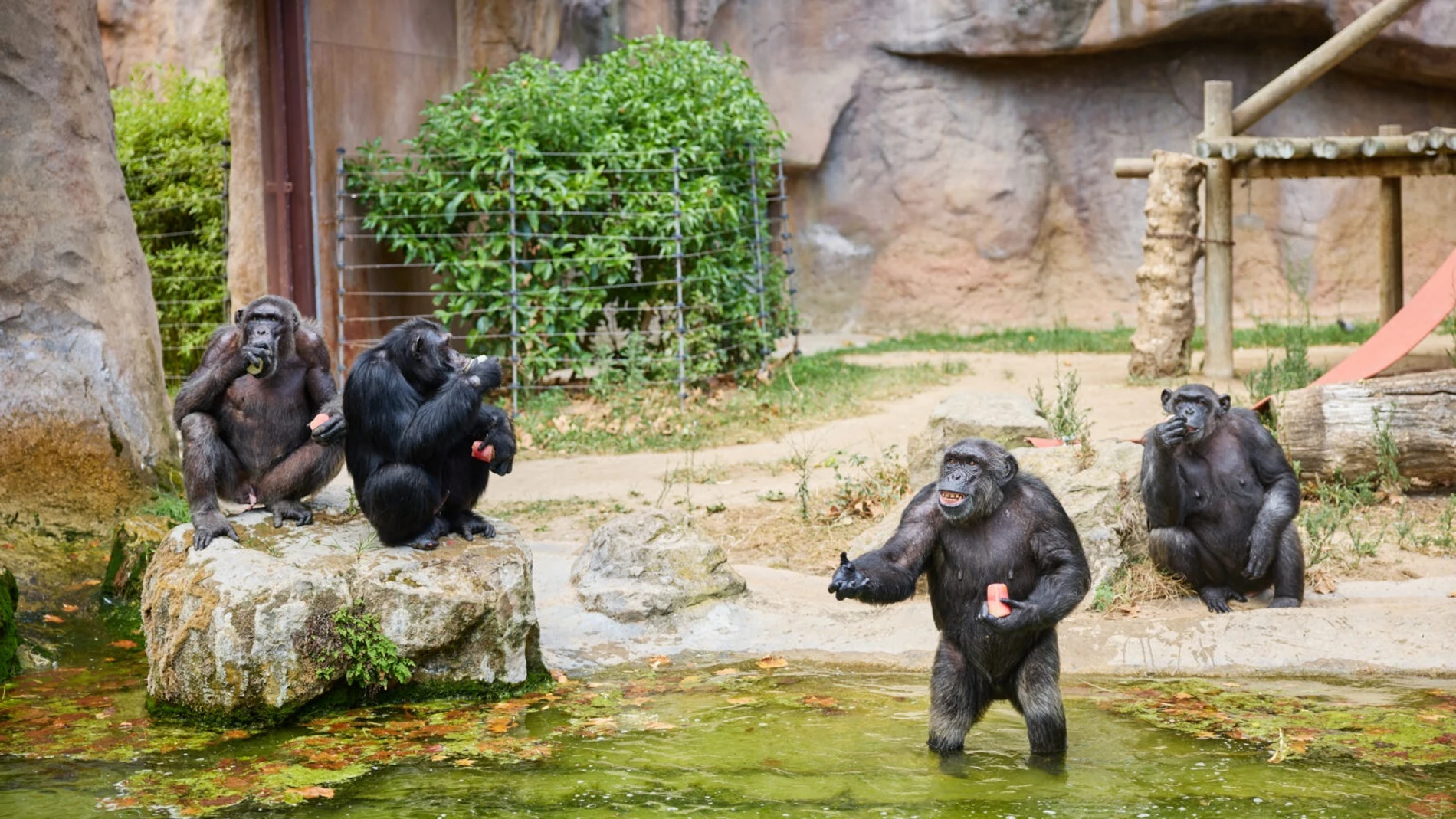 Chimpancés del Zoo de Barcelona se refrescan con helados de zumo de fruta. AYUNTAMIENTO DE BARCELONA 06/08/2024