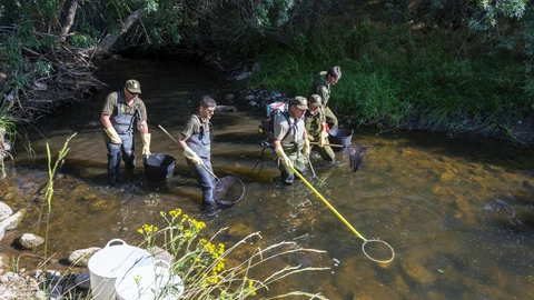 Agentes medioambientales de la Junta de Castilla y León y celadores de la Reserva de Caza de Urbión rescataron ejemplares de especies piscícolas que se encontraban en pozas aisladas en el río Tera, a su paso por Espejo de Tera,