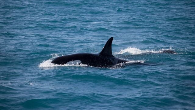 Orcas en Andalucía