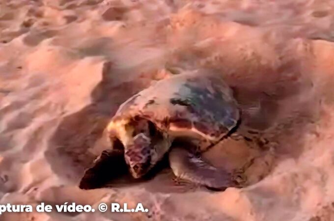 Una tortuga boba desova 28 huevos en la playa de Poniente de Benidorm (Alicante)