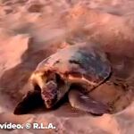Una tortuga boba desova 28 huevos en la playa de Poniente de Benidorm (Alicante)