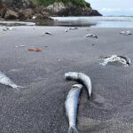 Peces muertos en la playa de Santa María del Mar (Castrillón)