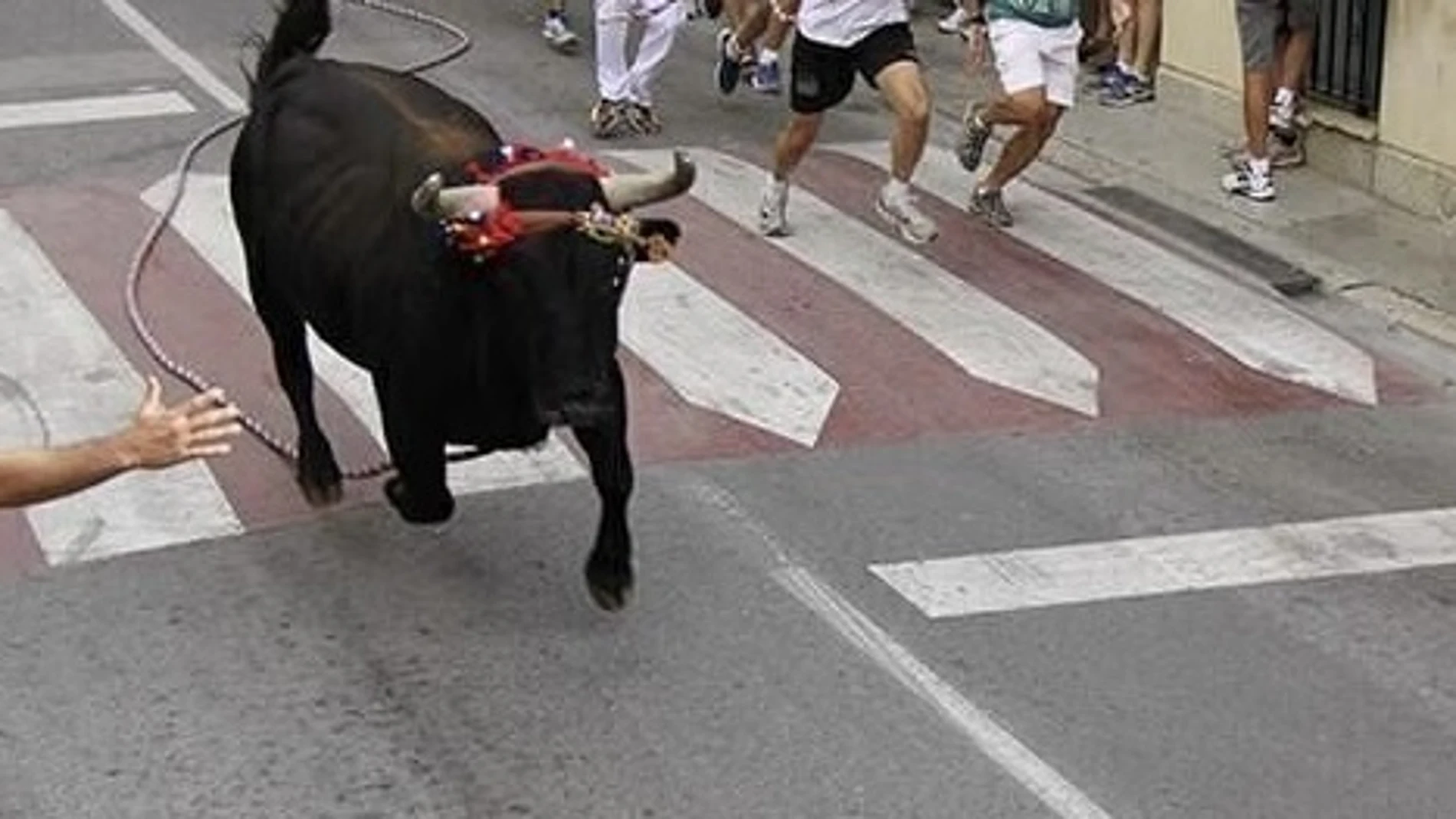 Imagen del 'Torico' de Chiva (Valencia) AYUNTAMIENTO CHIVA 08/08/2024